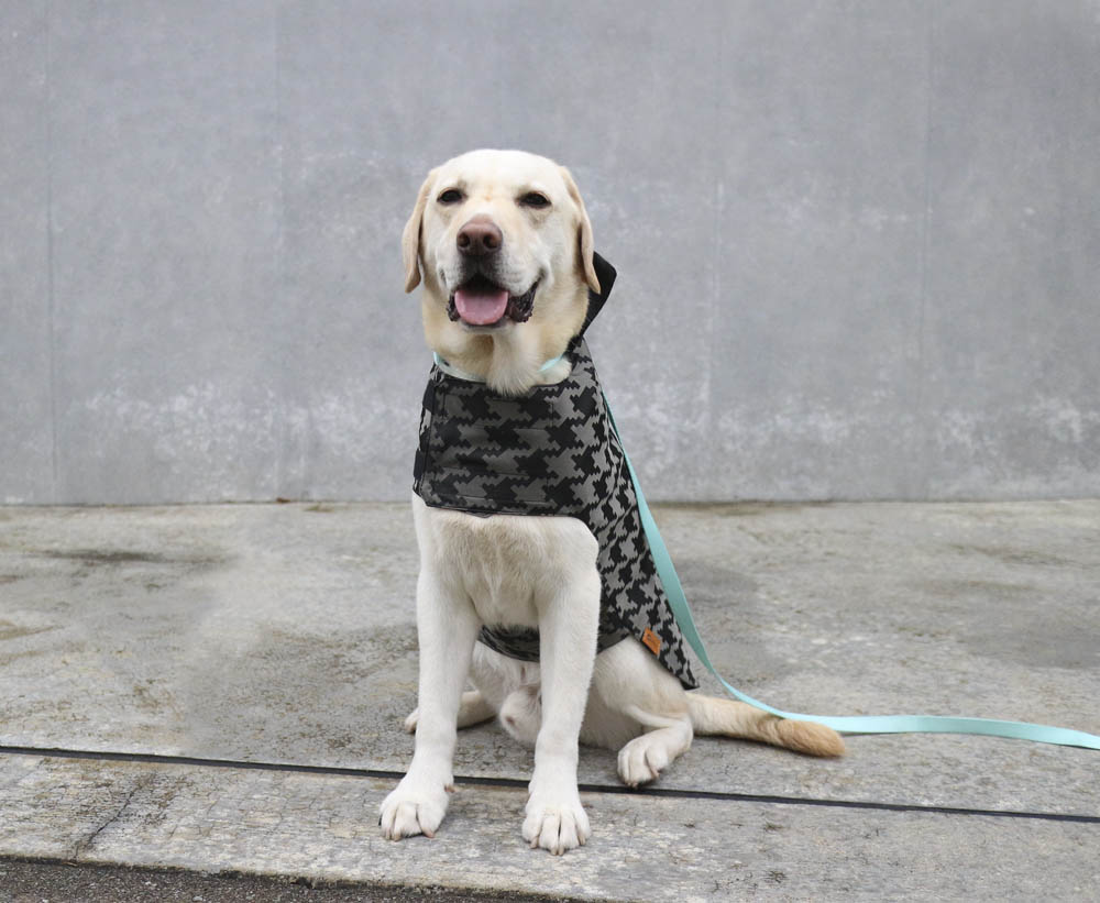 Canino Dog 犬レインポンチョ ドレッシーハウンズトゥース