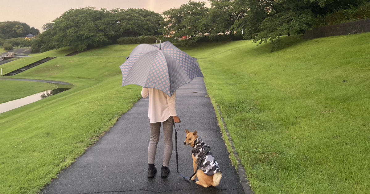 DiCesare Designs Pumpkin Umbrella Canino